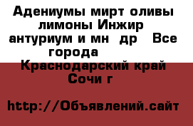 Адениумы,мирт,оливы,лимоны,Инжир, антуриум и мн .др - Все города  »    . Краснодарский край,Сочи г.